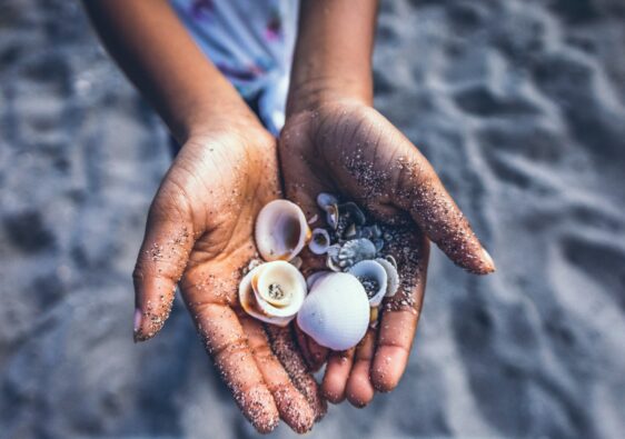 Close up of hands holding seashells on the beach