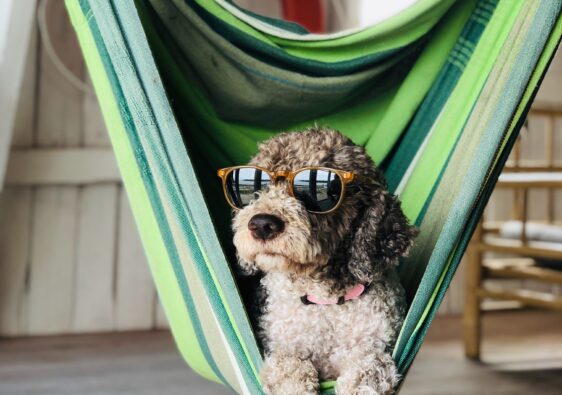 Dog with sunglasses laying in a hammock