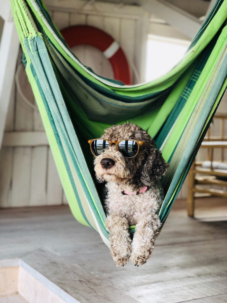 Dog with sunglasses laying in a hammock