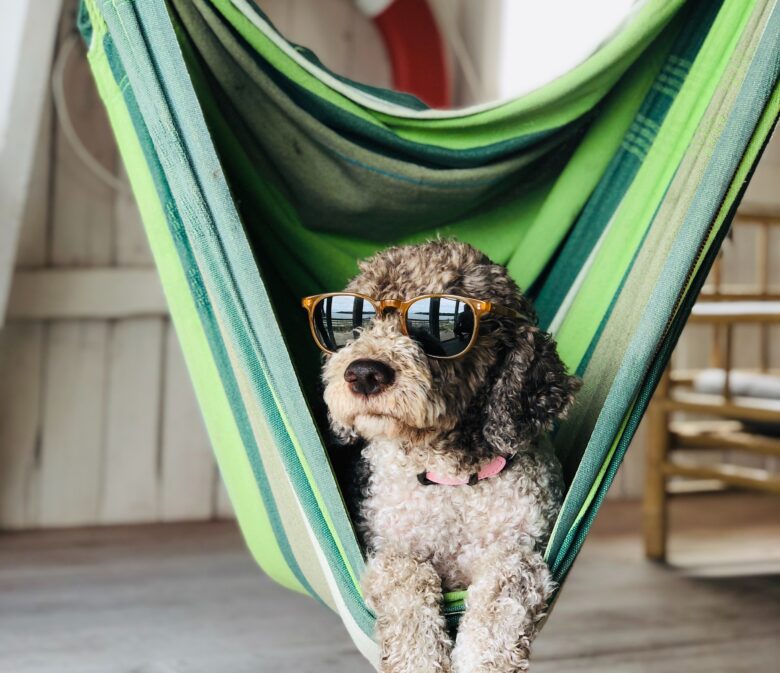 Dog with sunglasses laying in a hammock