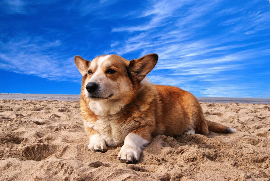 Beach dog