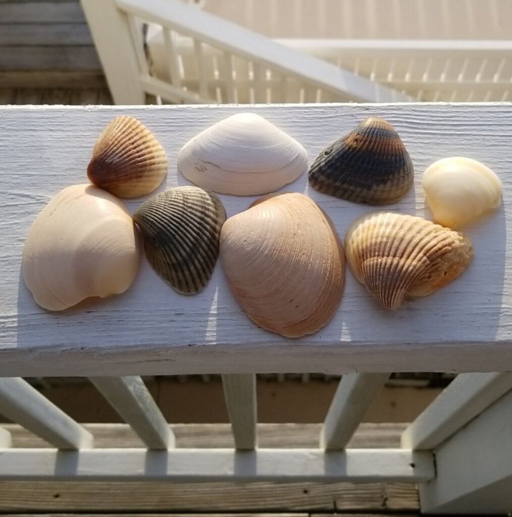 Seashells on pool balcony