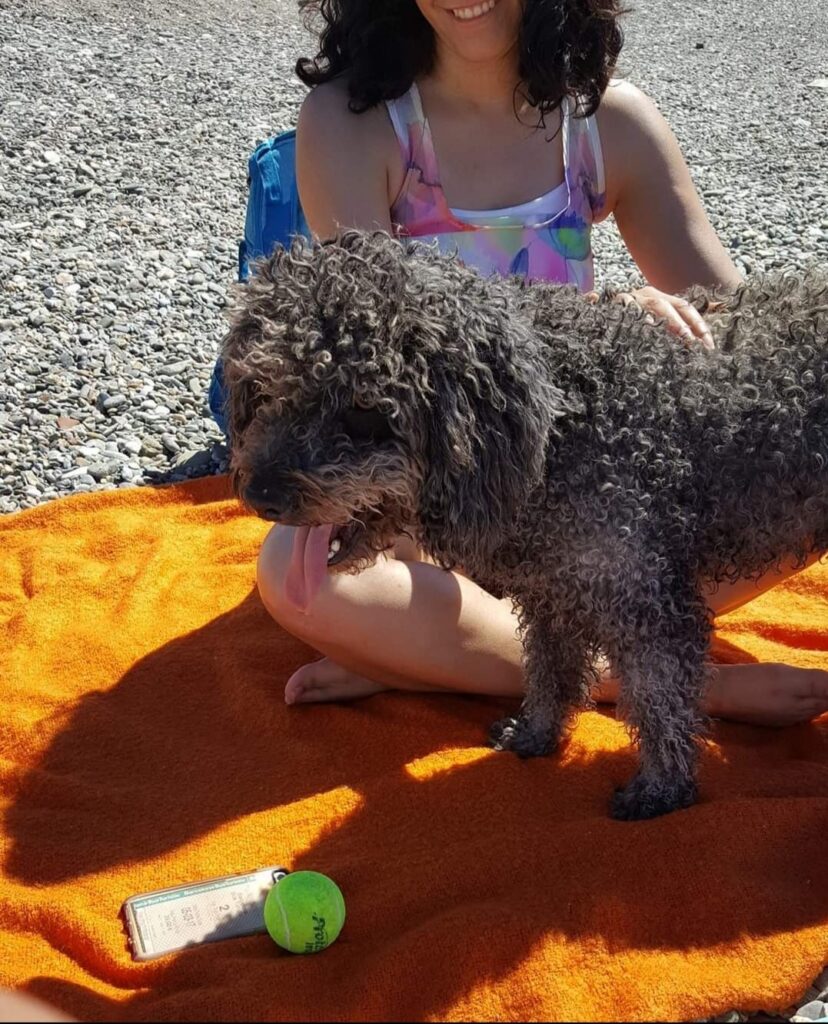 Friendly dog with a tennis ball on the beach in Almuñécar, Spain