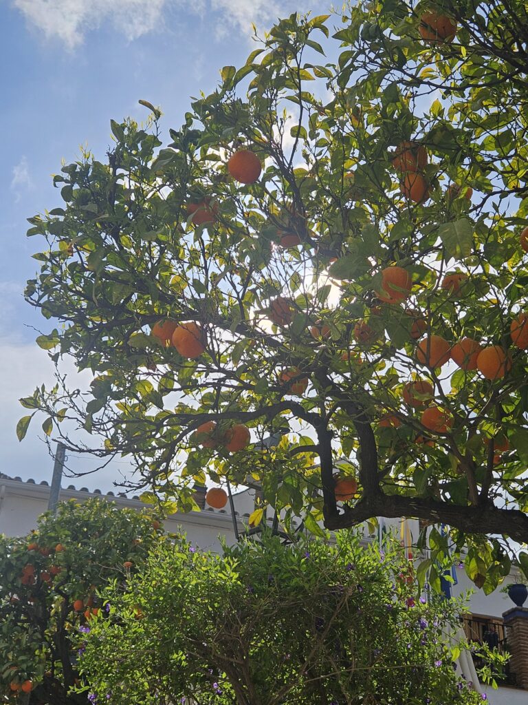Orange trees in the city of Ardales