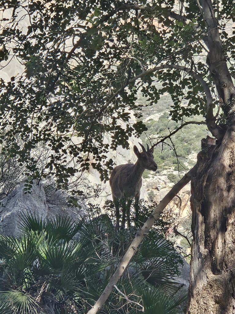 Mountain goat along the Caminito del Rey in Spain