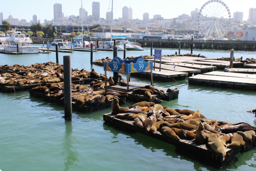 Enjoy the sea lions sunbathing on Pier39 in San Francisco