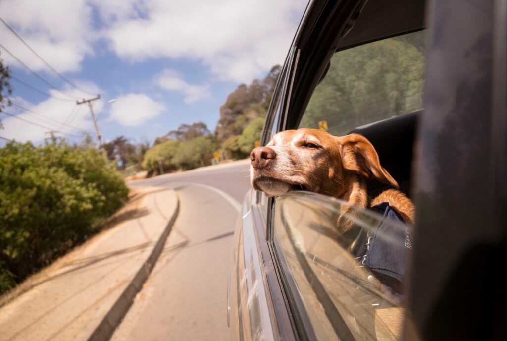 Dog riding in a car during a road trip