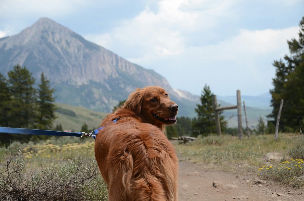 Dog hiking on a scenic trail