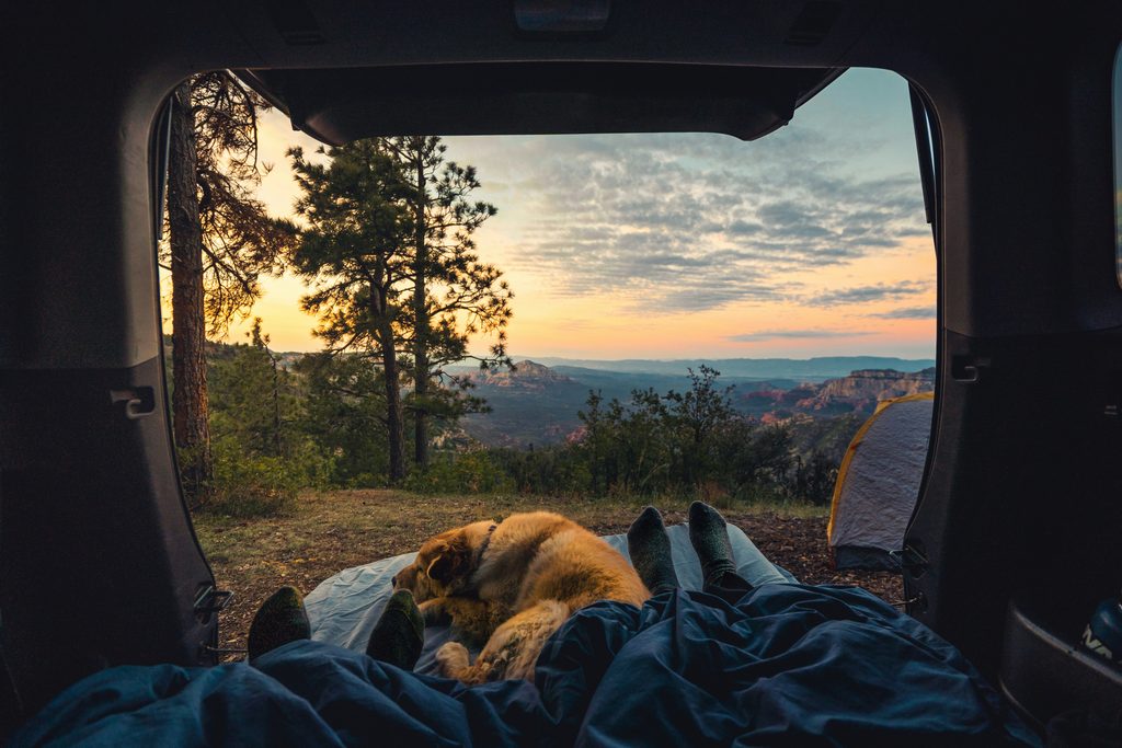Dog resting in a camping van overlooking scenic view