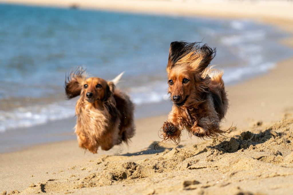 Dogs running on a beach for dog-friendly vacation ideas