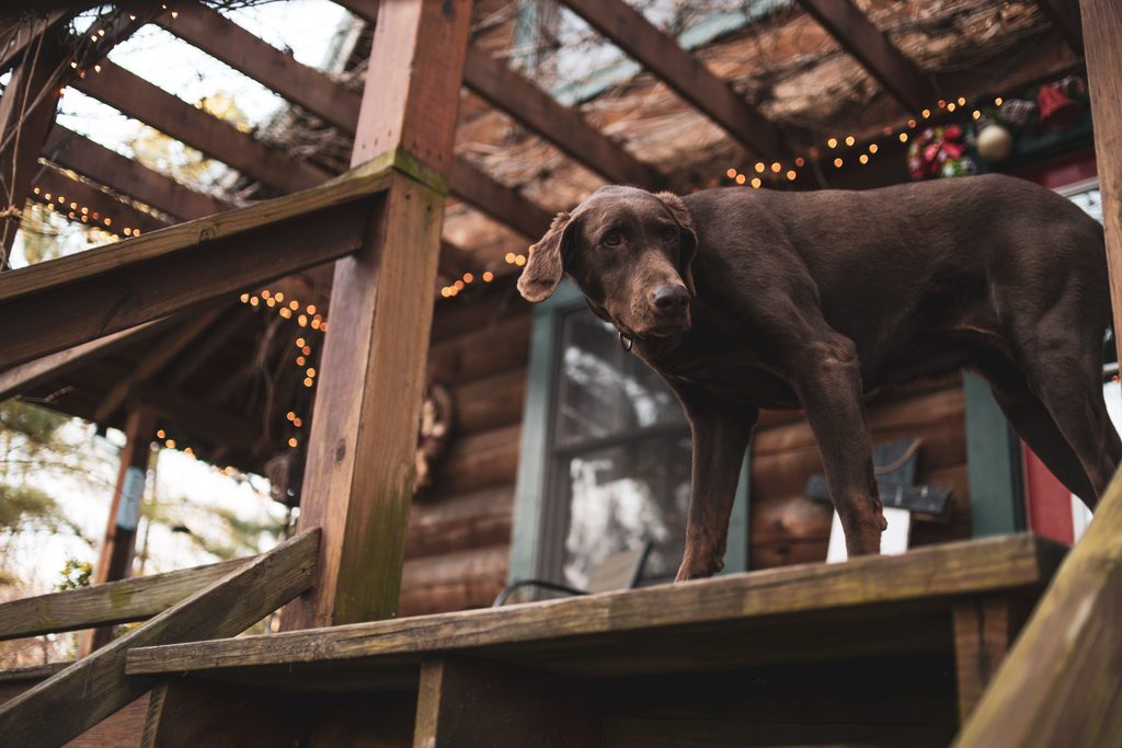 Dog relaxing at a pet-friendly cabin